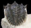Detailed, Metacanthina (Asteropyge) Trilobite - Lghaft #49815-4